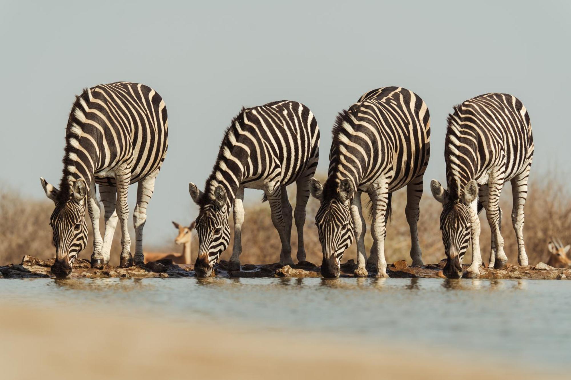 Last Word Madikwe Madikwe Vadrezervátum Kültér fotó