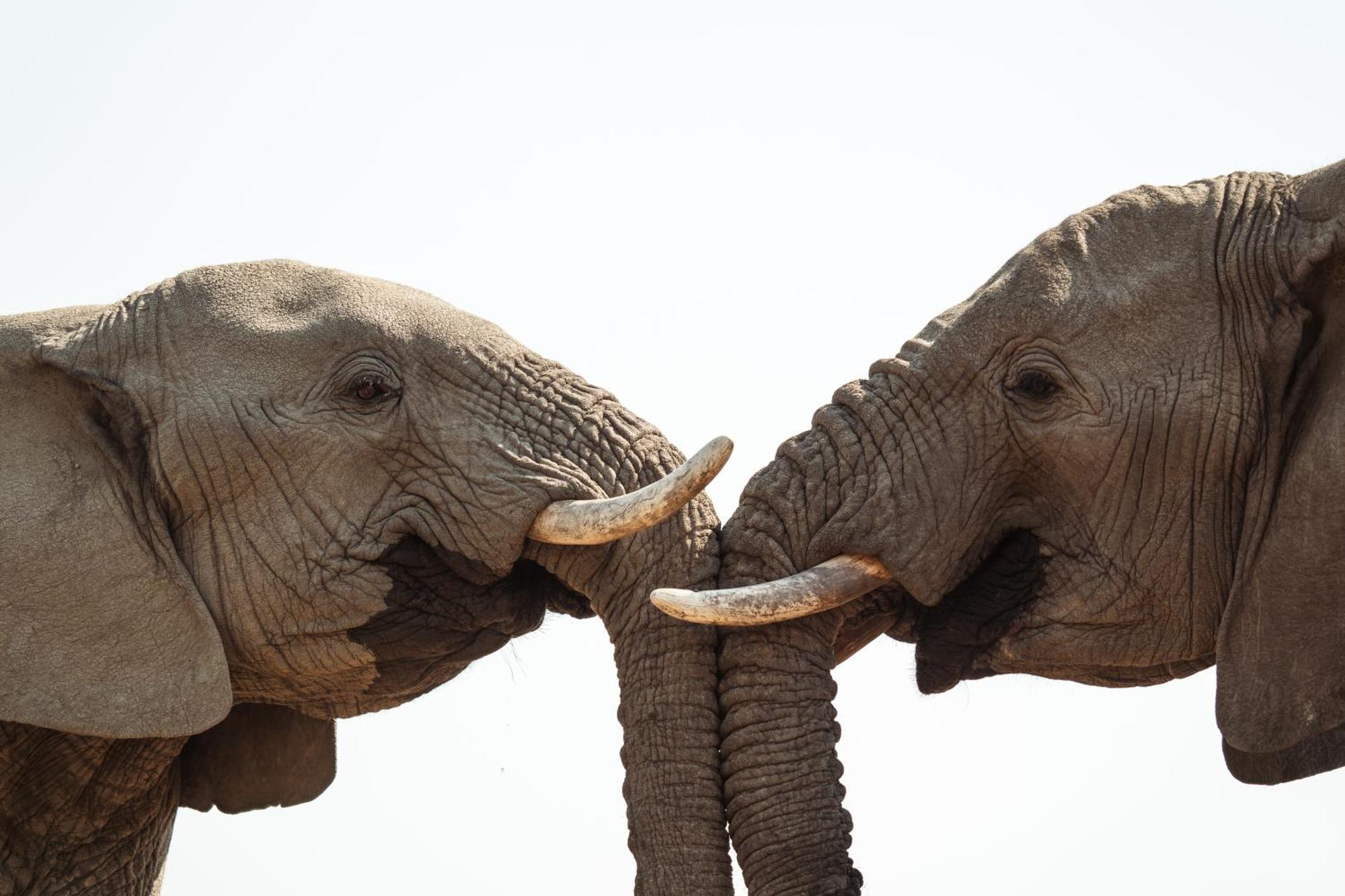Last Word Madikwe Madikwe Vadrezervátum Kültér fotó