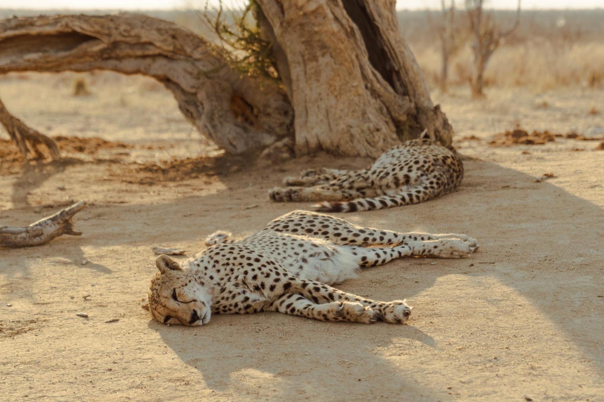 Last Word Madikwe Madikwe Vadrezervátum Kültér fotó