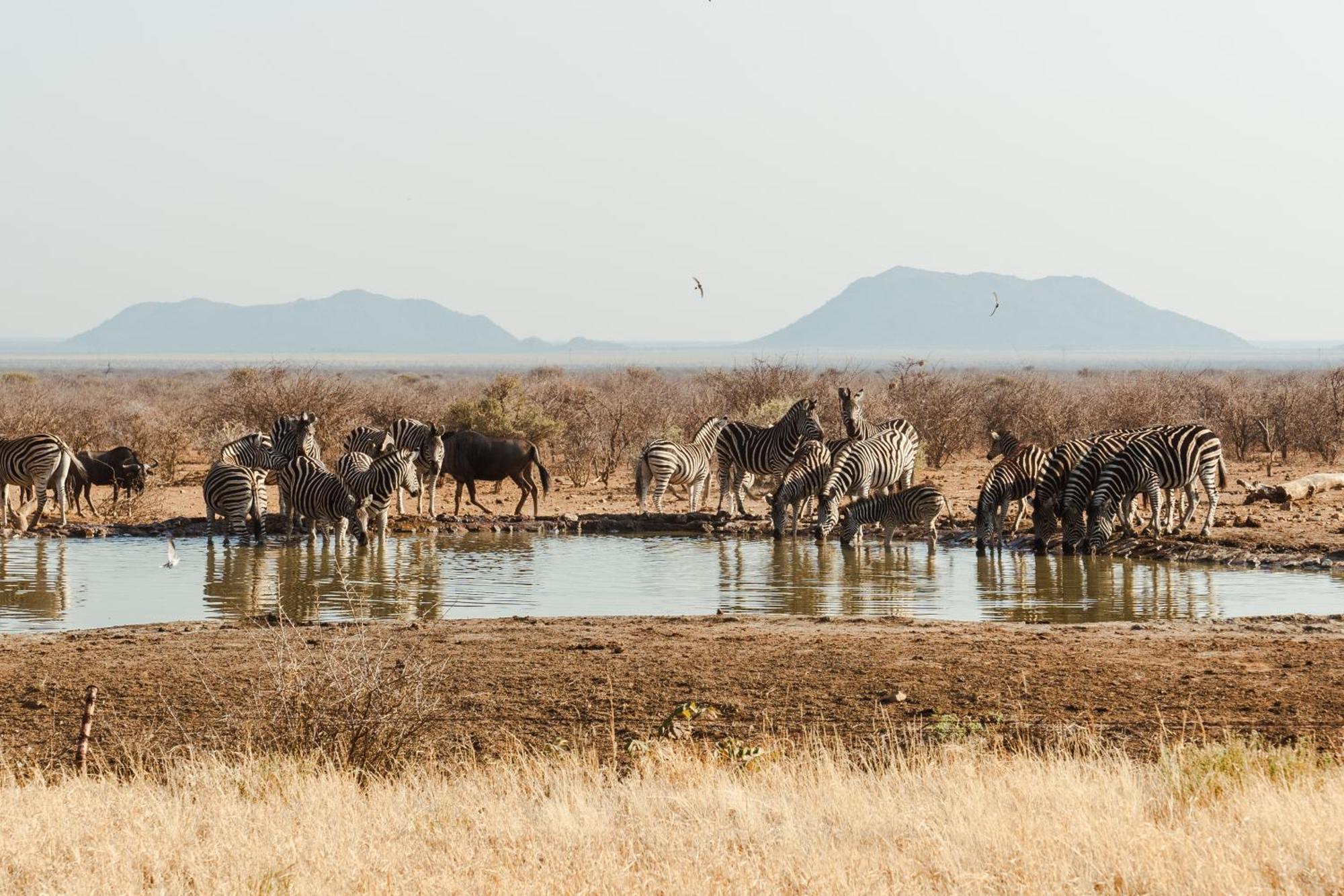 Last Word Madikwe Madikwe Vadrezervátum Kültér fotó