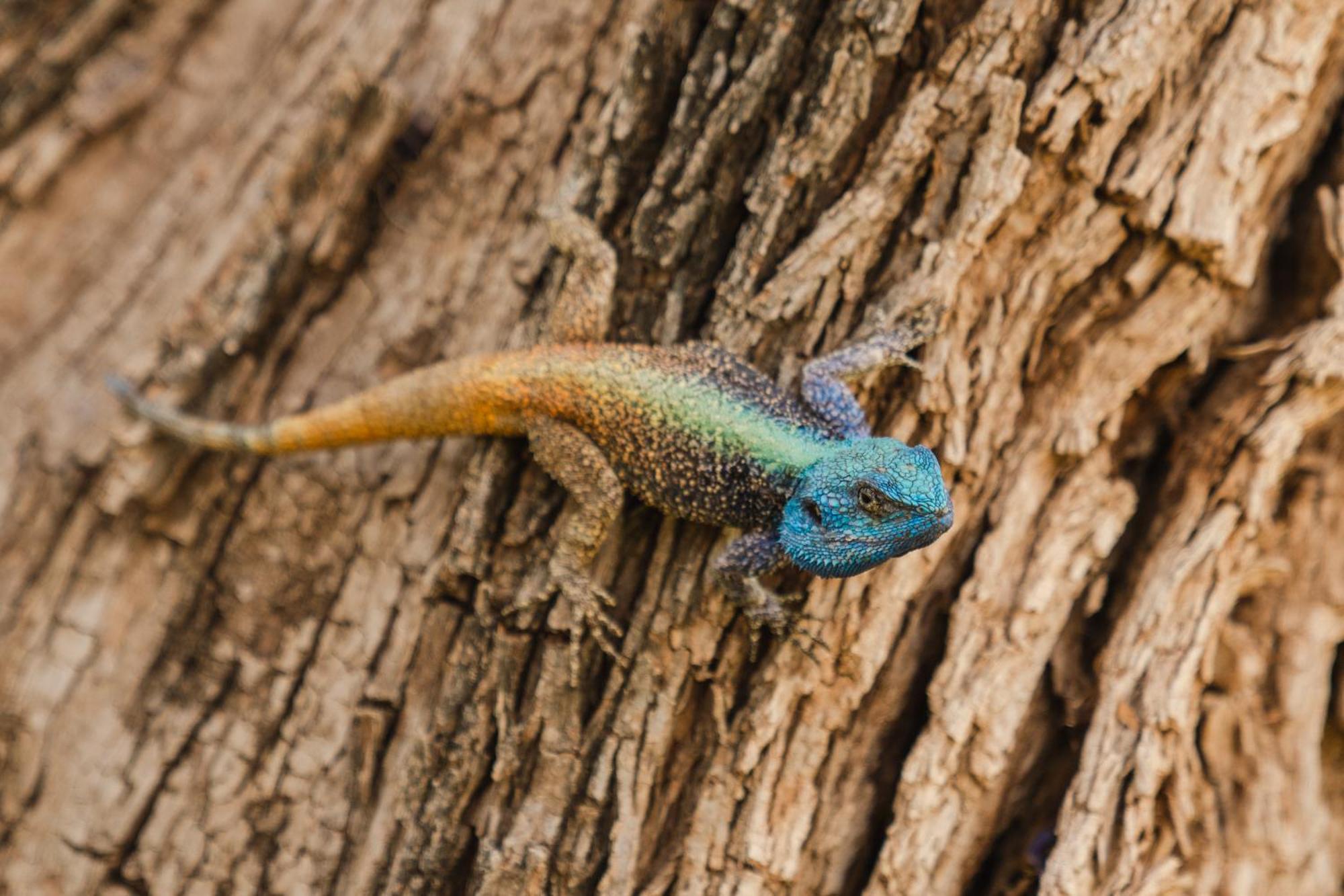 Last Word Madikwe Madikwe Vadrezervátum Kültér fotó