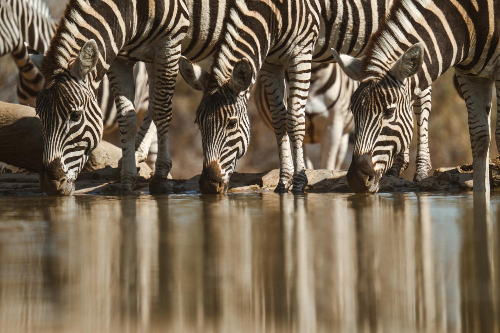 Last Word Madikwe Madikwe Vadrezervátum Kültér fotó