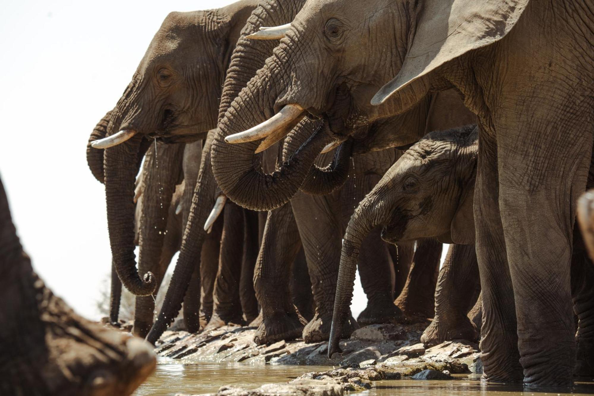 Last Word Madikwe Madikwe Vadrezervátum Kültér fotó