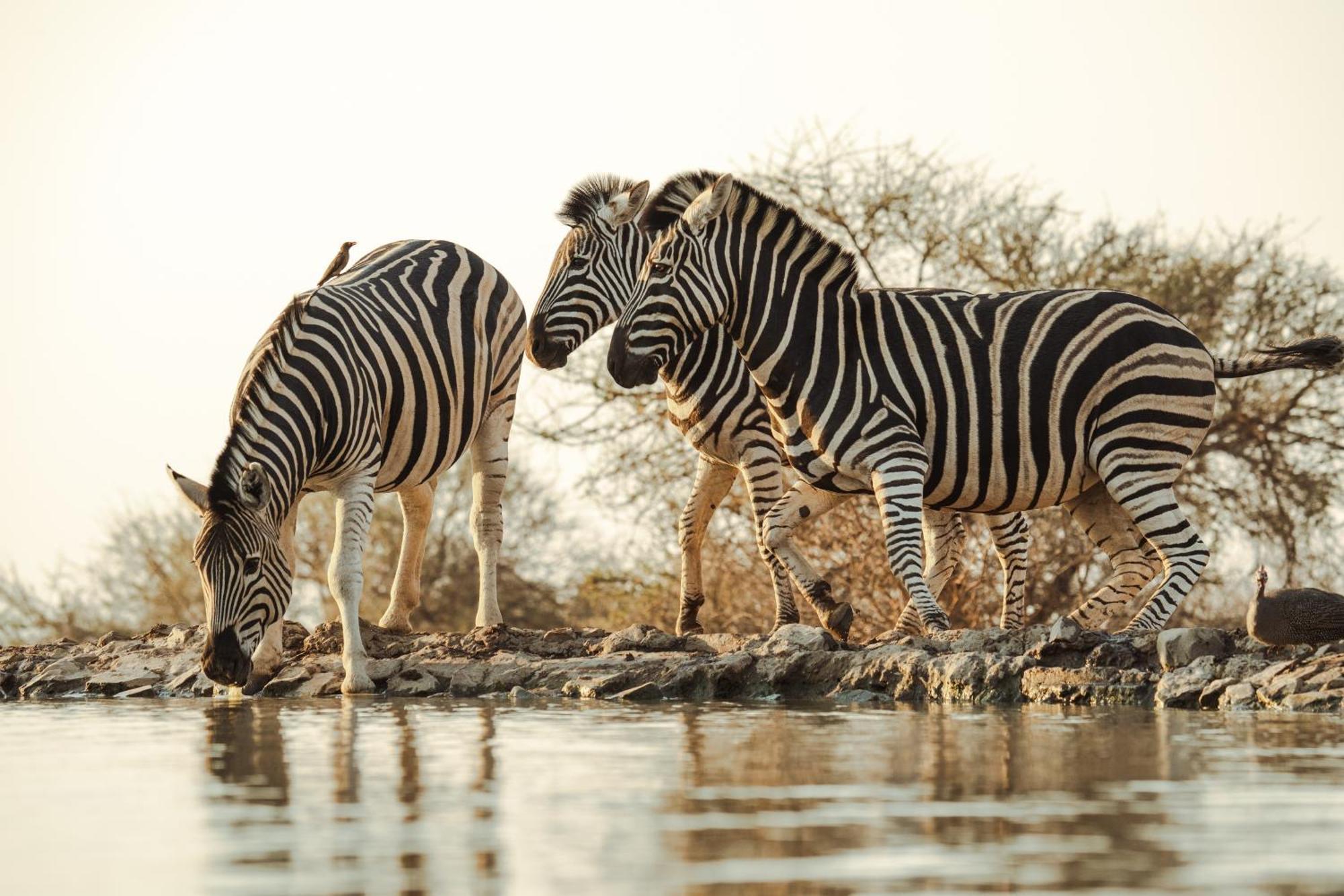 Last Word Madikwe Madikwe Vadrezervátum Kültér fotó