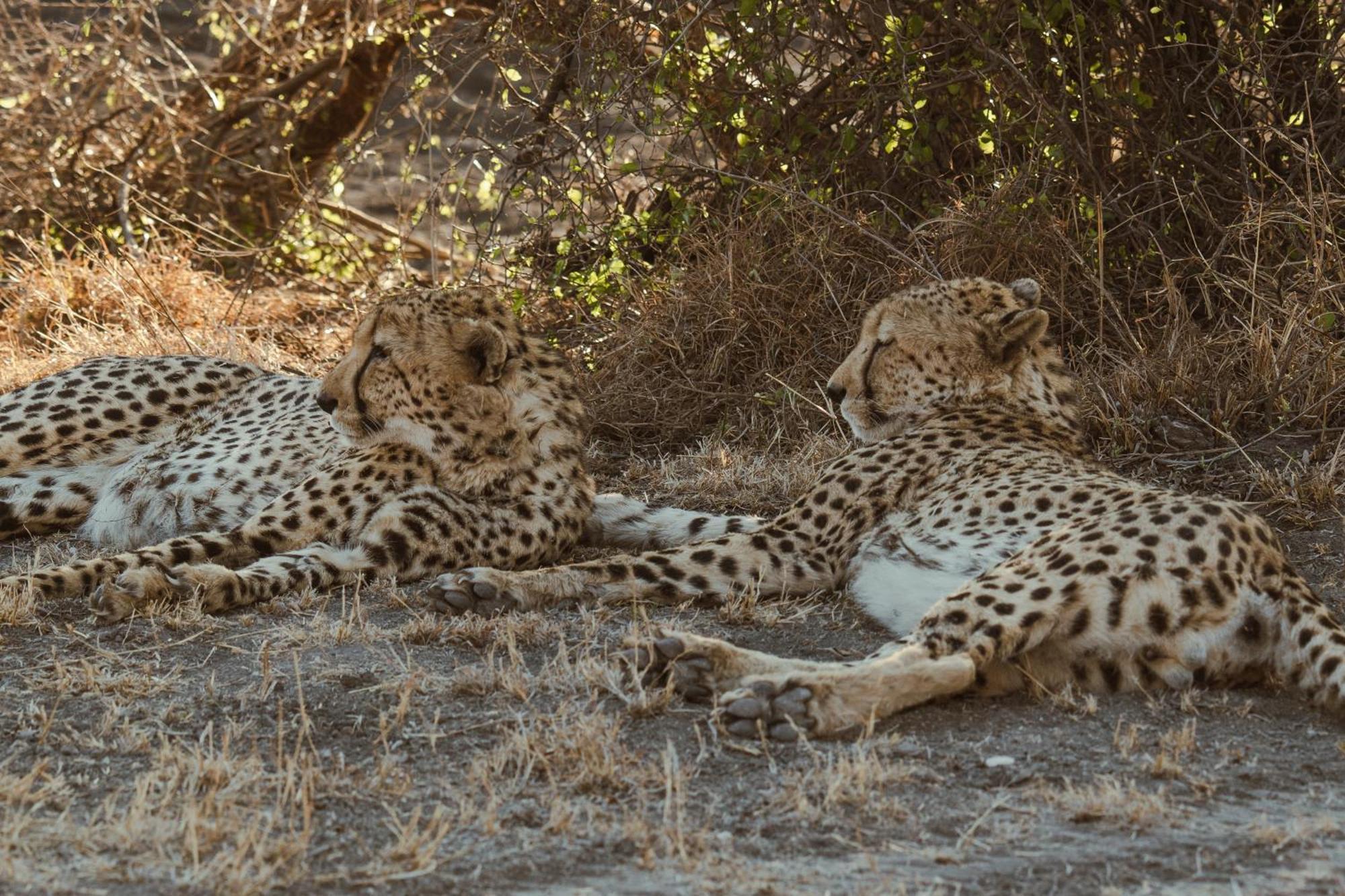 Last Word Madikwe Madikwe Vadrezervátum Kültér fotó